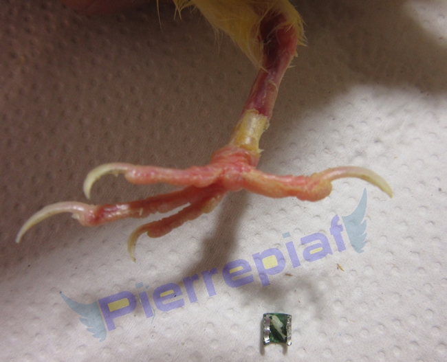 Aspect de la patte après la coupe de la bague box